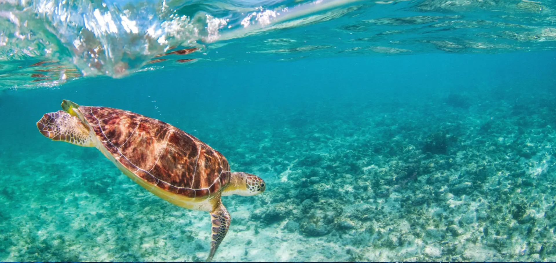 A sea turtle swimming underwater in clear blue water.