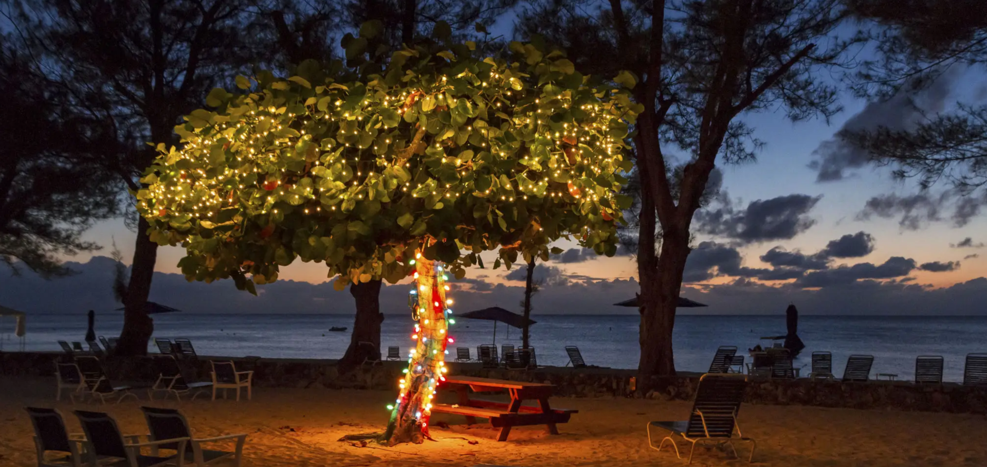 Tree wrapped with colorful lights near picnic tables at dusk.